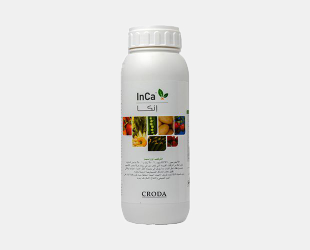 Inca