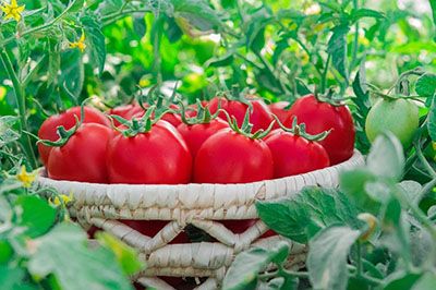 Tomato Brivio F1