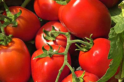 Tomato Heinz H.9780
