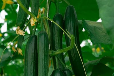 Cucumber Robbin F1