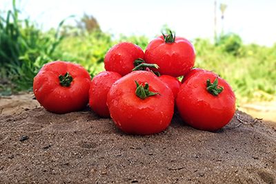 Tomato SV5353TD F1