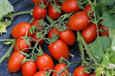 Tomato V.262