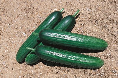 Cucumber Waffir F1